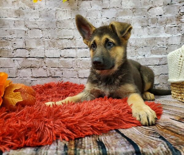 German Shepherd-DOG-Male-Black and Tan-6029-Petland Robinson, Pittsburgh, PA