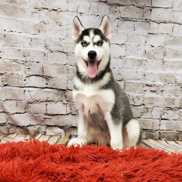 Siberian Husky DOG Female Black and White 6033 Petland Robinson, PA