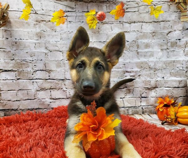 German Shepherd-DOG-Female-Black and Tan-6030-Petland Robinson, Pittsburgh, PA