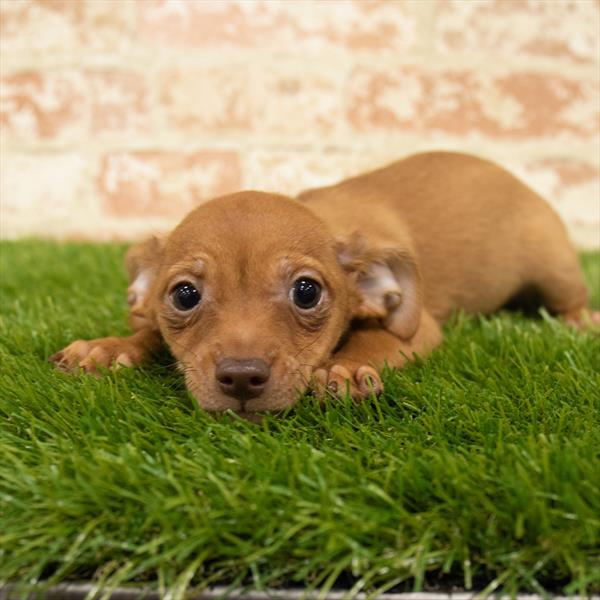 Chiweenie DOG Male Red 6053 Petland Robinson, PA