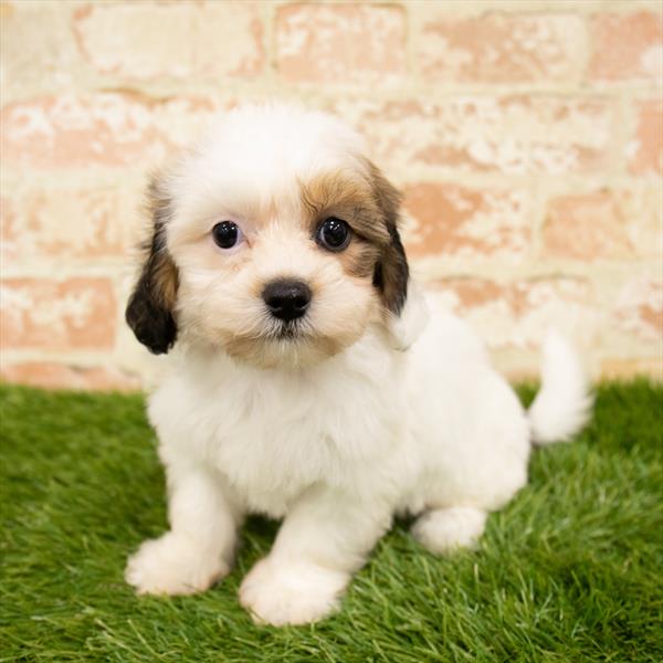 Teddy Bear-DOG-Female-Gold / White-6054-Petland Robinson, Pittsburgh, PA