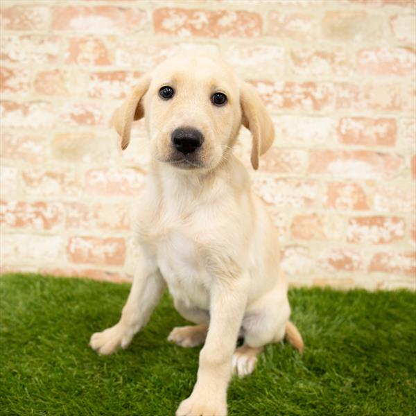 Labrador Retriever DOG Male Yellow 6055 Petland Robinson, PA