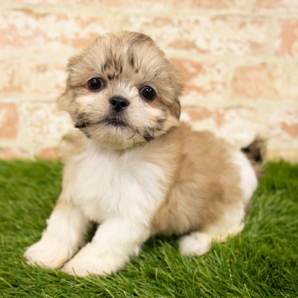 Shih Tzu-DOG-Female-Gold-6057-Petland Robinson, Pittsburgh, PA