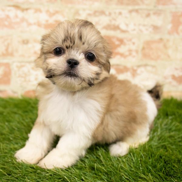 Shih Tzu DOG Female Gold 6057 Petland Robinson, PA