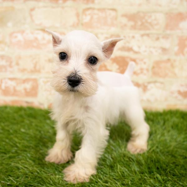 Mini Schnauzer-DOG-Female-White-6058-Petland Robinson, Pittsburgh, PA