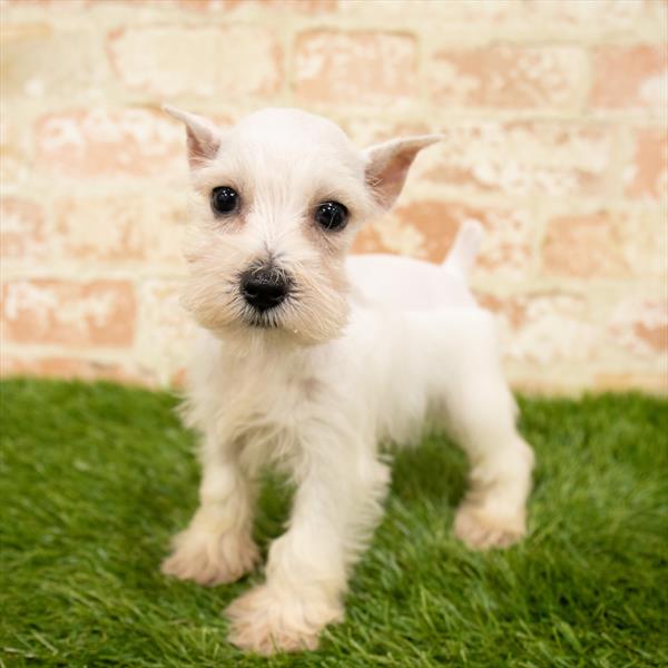 Mini Schnauzer DOG Female White 6058 Petland Robinson, PA