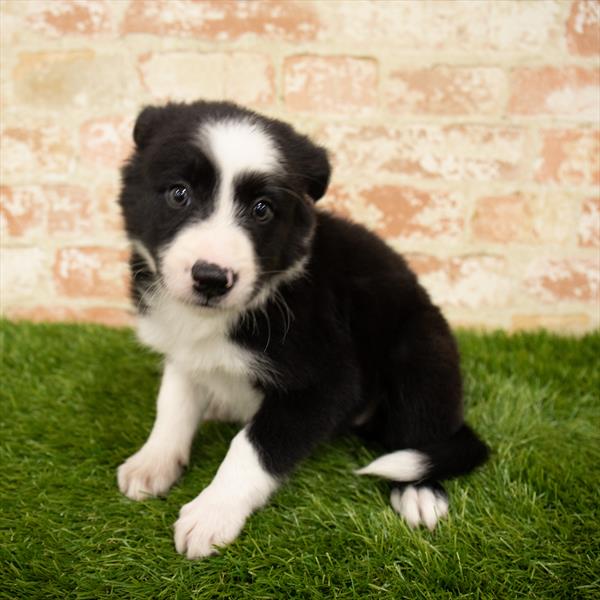 Border Collie DOG Female Black / White 6059 Petland Robinson, PA