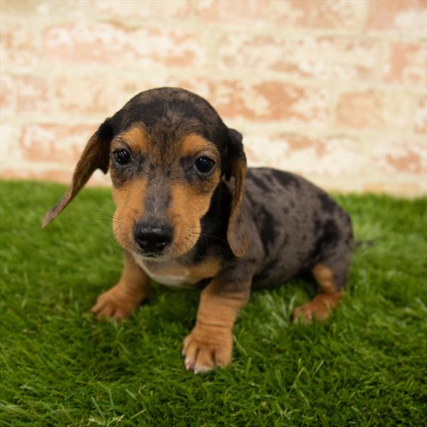 Dachshund-DOG-Male-Black / Tan-6060-Petland Robinson, Pittsburgh, PA