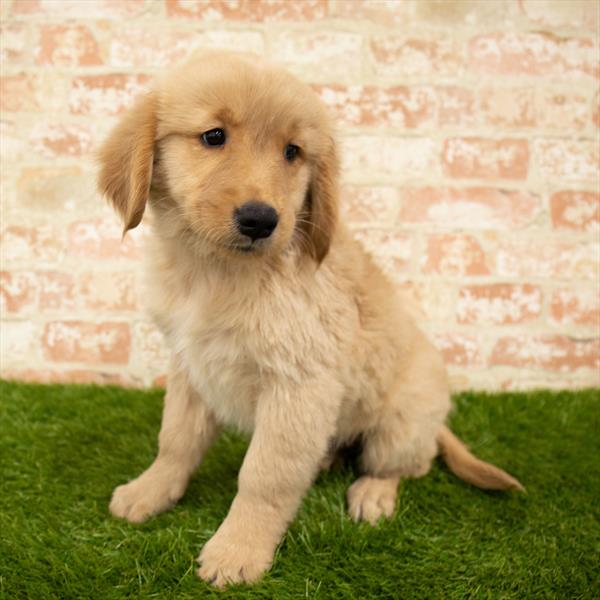 Golden Retriever DOG Female Golden 6061 Petland Robinson, PA