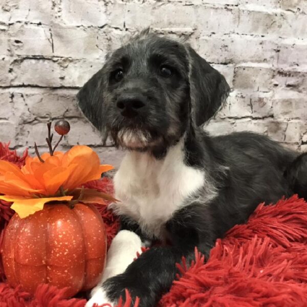 Dane-Doodle DOG Female Black & White 6063 Petland Robinson, PA