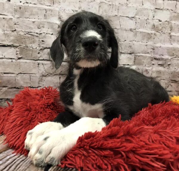Dane-Doodle-DOG-Male-Black & White-6062-Petland Robinson, Pittsburgh, PA