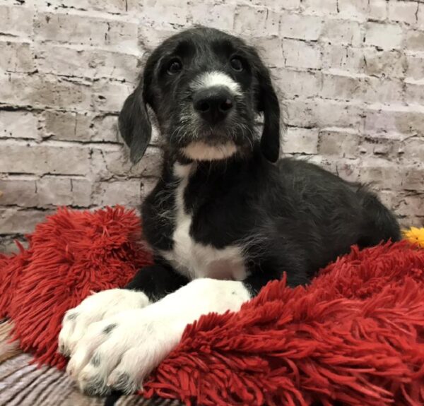 Dane-Doodle DOG Male Black & White 6062 Petland Robinson, PA