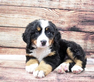 Bernese Mountain Dog DOG Male Black Rust and White 6064 Petland Robinson, PA