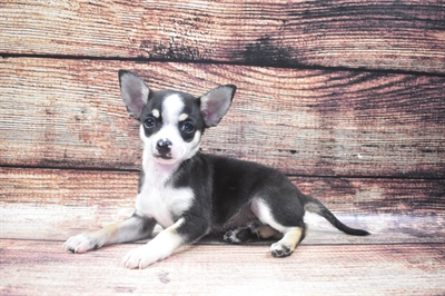 Chihuahua-DOG-Male-Black and Tan-6065-Petland Robinson, Pittsburgh, PA