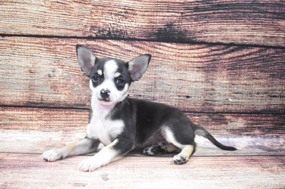 Chihuahua DOG Male Black and Tan 6065 Petland Robinson, PA