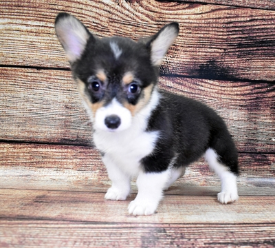 Pembroke Welsh Corgi-DOG-Female-Black and Tan-6066-Petland Robinson, Pittsburgh, PA