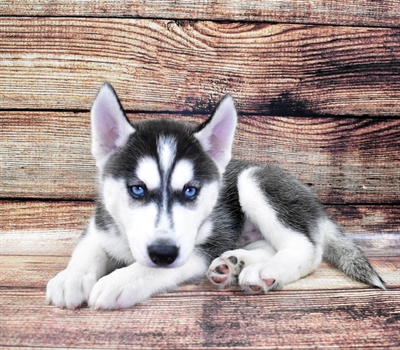 Siberian Husky-DOG-Male-Black and White-6067-Petland Robinson, Pittsburgh, PA