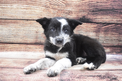 Border Collie-DOG-Female-Black and White-6069-Petland Robinson, PA