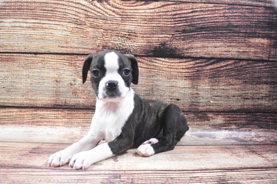 Boggle-DOG-Male-Brindle and White-6070-Petland Robinson, Pittsburgh, PA