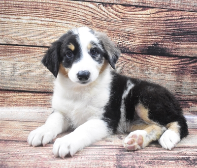 Australian-English Shepherd-DOG-Female-Black and Brown-6071-Petland Robinson, Pittsburgh, PA