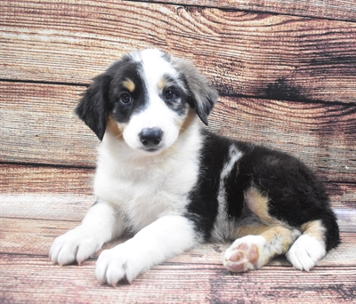 Australian-English Shepherd DOG Female Black and Brown 6071 Petland Robinson, PA