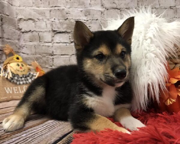 Shiba Inu-DOG-Male-Black / Tan-6090-Petland Robinson, Pittsburgh, PA