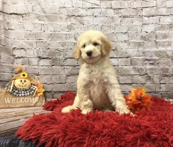 Goldendoodle DOG Female Cream 6089 Petland Robinson, PA