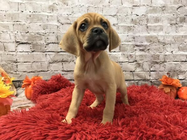 Puggle-DOG-Male-Fawn-6088-Petland Robinson, Pittsburgh, PA