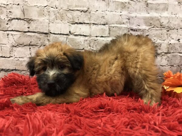 Soft Coated Wheaten Terrier-DOG-Female-Wheaten-6087-Petland Robinson, PA