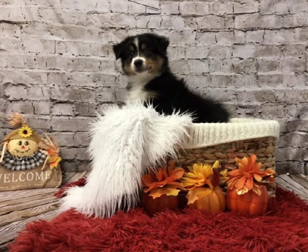 Miniature American Shepherd DOG Male Black 6086 Petland Robinson, PA