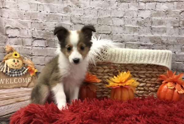 Sheltie DOG Male Sable / White 6085 Petland Robinson, PA