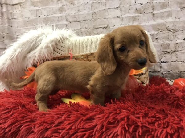 Dachshund-DOG-Female-Red-6084-Petland Robinson, Pittsburgh, PA