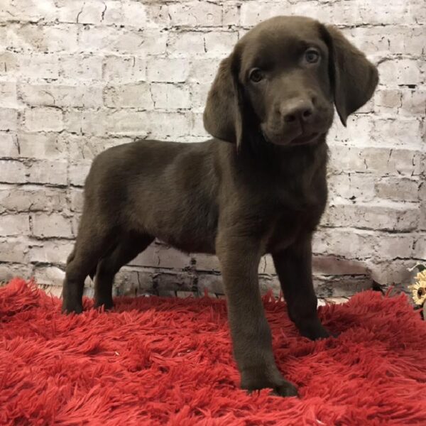 Labrador Retriever DOG Male Chocolate 6095 Petland Robinson, PA