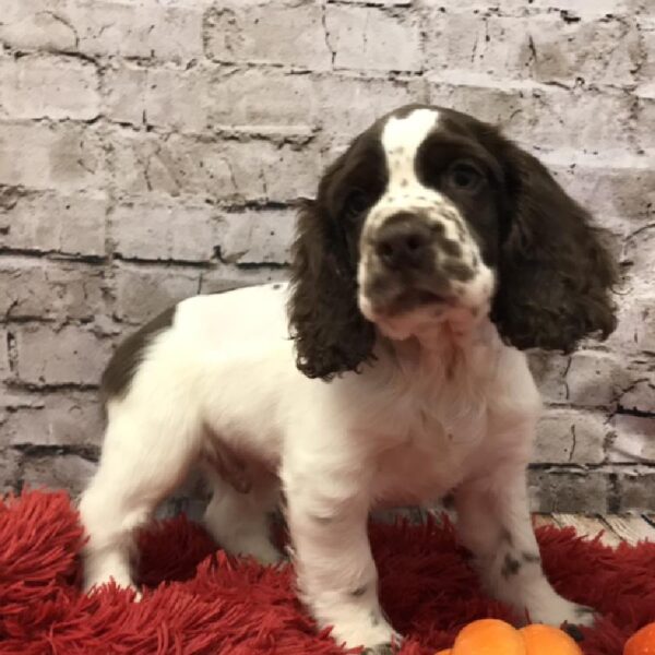 Cocker Spaniel-DOG-Male-Brown and White-6092-Petland Robinson, Pittsburgh, PA