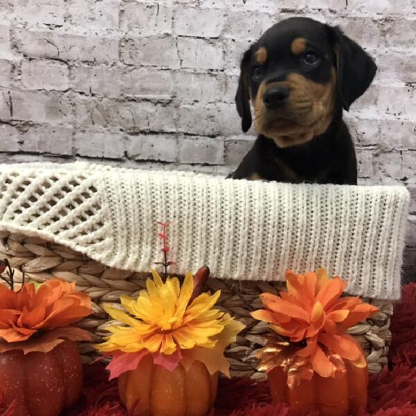 Rottweiler-DOG-Male-Black and Rust-6096-Petland Robinson, Pittsburgh, PA