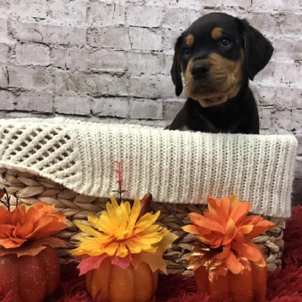 Rottweiler DOG Male Black and Rust 6096 Petland Robinson, PA