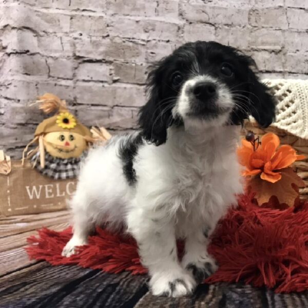 Yorkie-Poo DOG Male Black and White 6094 Petland Robinson, PA