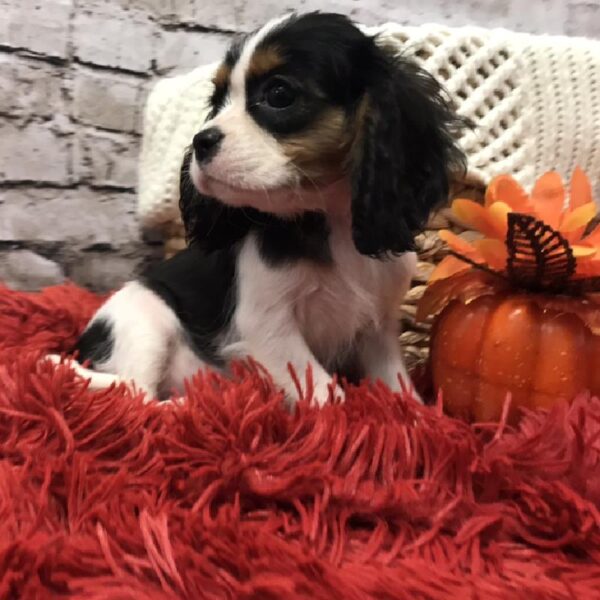 Cavalier King Charles Spaniel DOG Female Tri Color 6091 Petland Robinson, PA