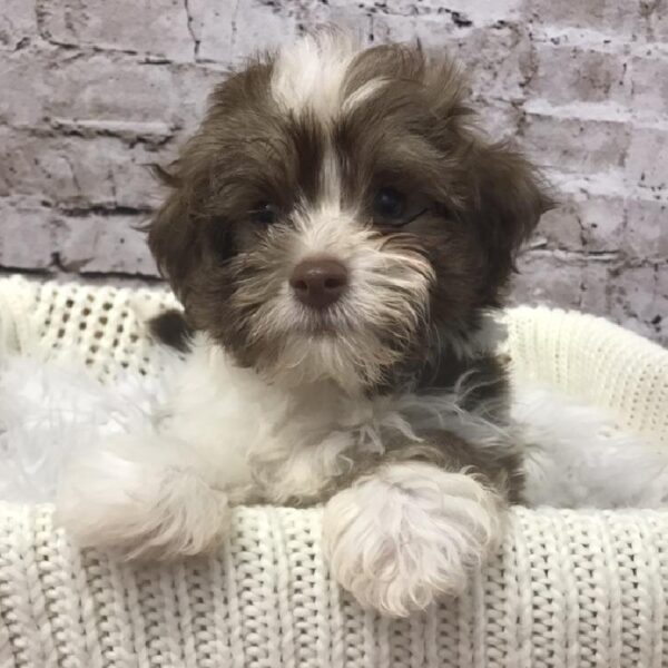 Havanese DOG Male Gold 6093 Petland Robinson, PA