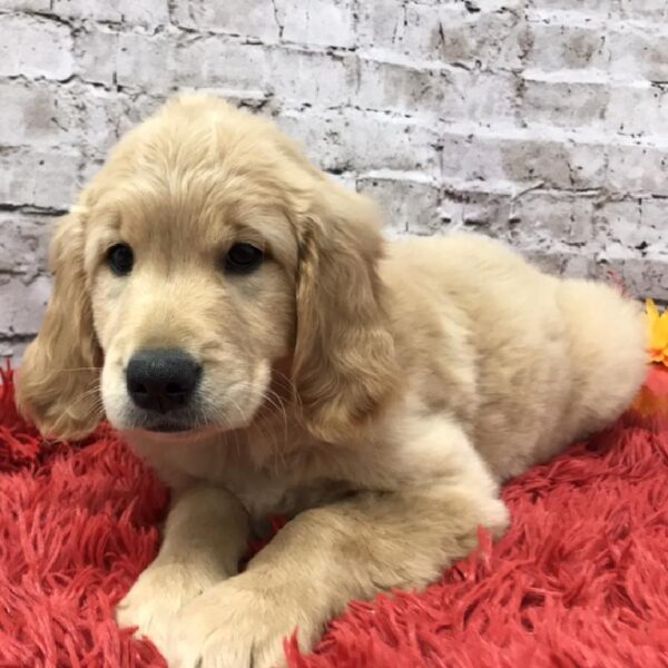 Golden Retriever DOG Male Golden 6108 Petland Robinson, PA