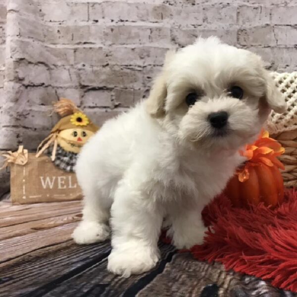 Teddy Bear-DOG-Male-White-6109-Petland Robinson, PA