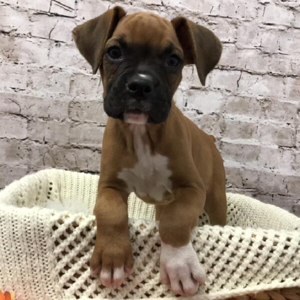 Boxer-DOG-Female-Fawn-6110-Petland Robinson, Pittsburgh, PA
