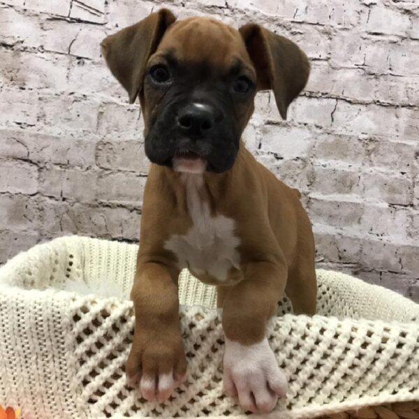 Boxer DOG Female Fawn 6110 Petland Robinson, PA