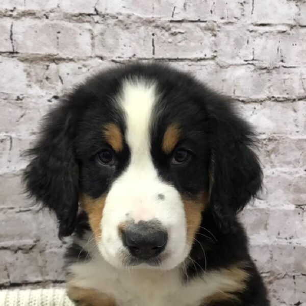 Bernese Mountain Dog DOG Male Black Rust / White 6111 Petland Robinson, PA