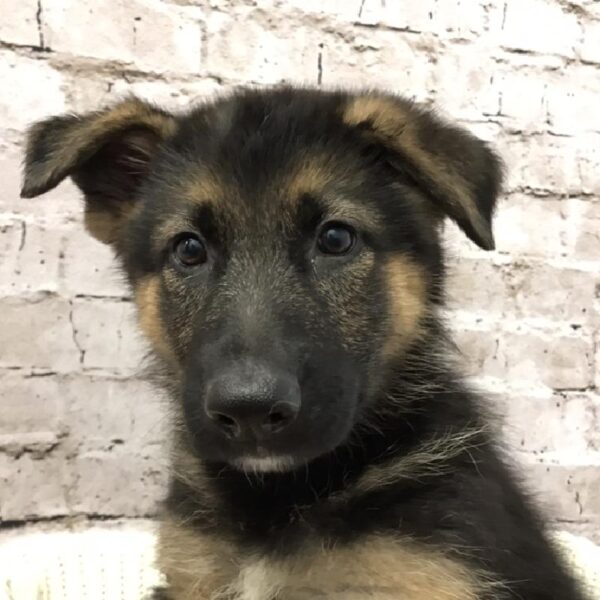 German Shepherd DOG Female Black / Tan 6112 Petland Robinson, PA