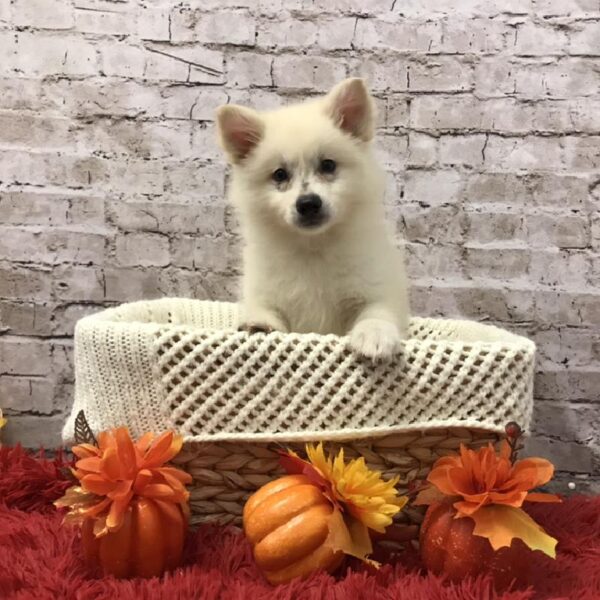 American Eskimo DOG Female White 6113 Petland Robinson, PA