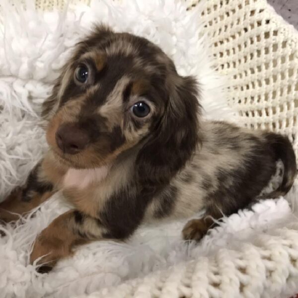 Dachshund-DOG-Male-Chocolate / Tan-6115-Petland Robinson, Pittsburgh, PA
