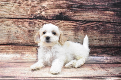 Bichon- Poo DOG Female White and Apricot 6122 Petland Robinson, PA