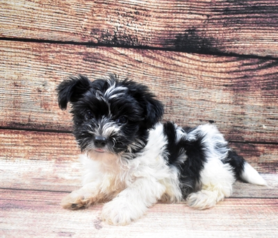 Shorkie DOG Male Black and White 6123 Petland Robinson, PA