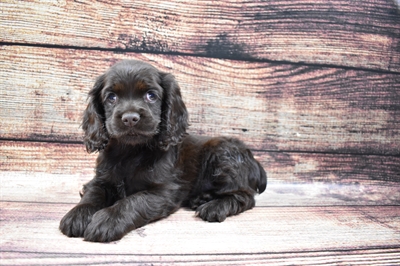 Cocker Spaniel DOG Female Brown 6124 Petland Robinson, PA